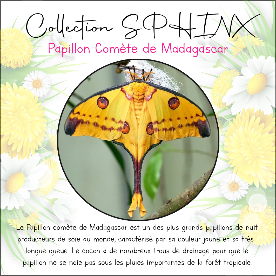 Collection SPHINX 🦋 Collier "COMÈTE" – Image 13
