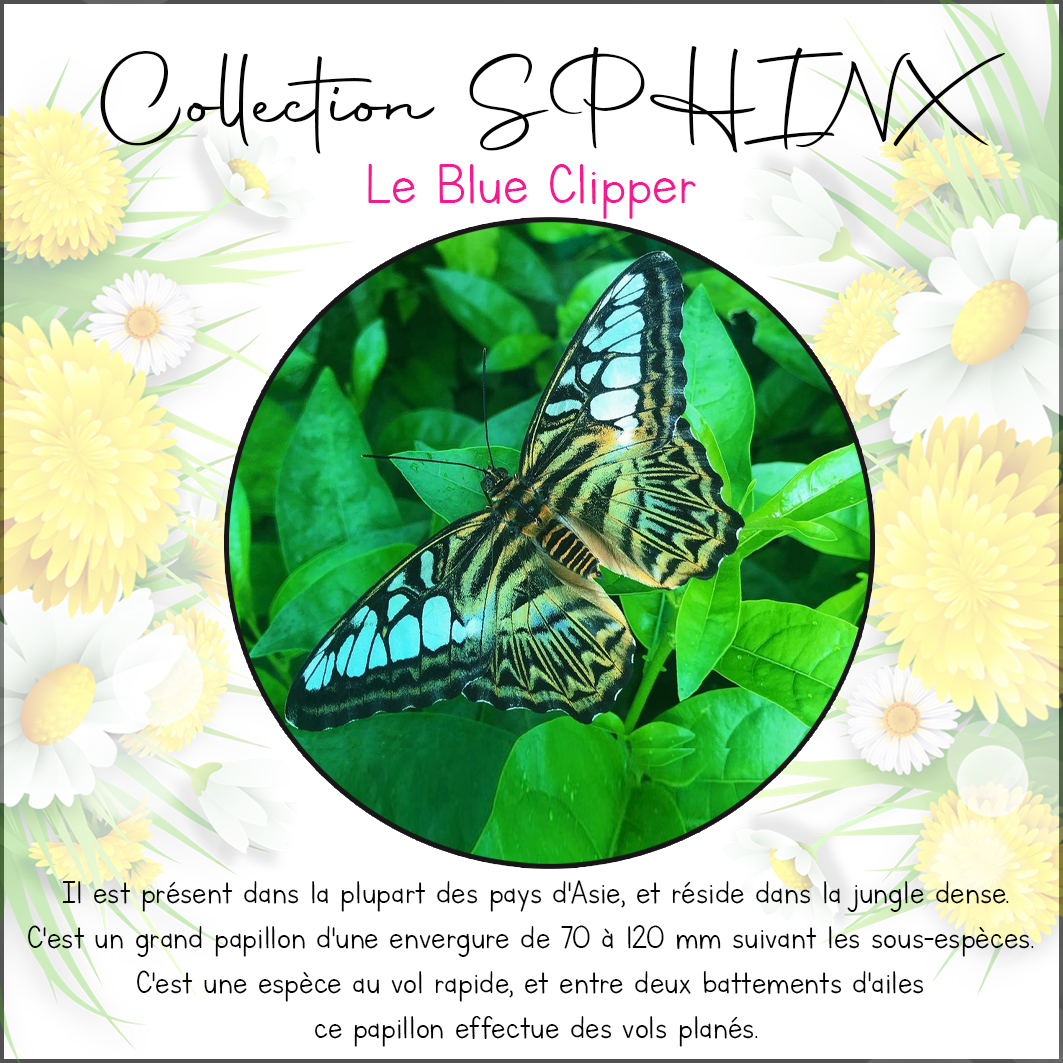 Collection SPHINX 🦋 Collier "BLUE CLIPPER" – Image 12