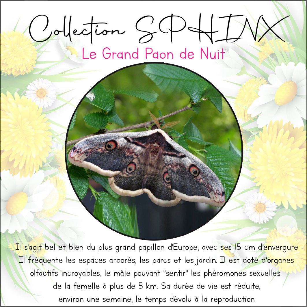 Collection SPHINX 🦋 Boucles d'oreilles "GRAND PAON" – Image 10