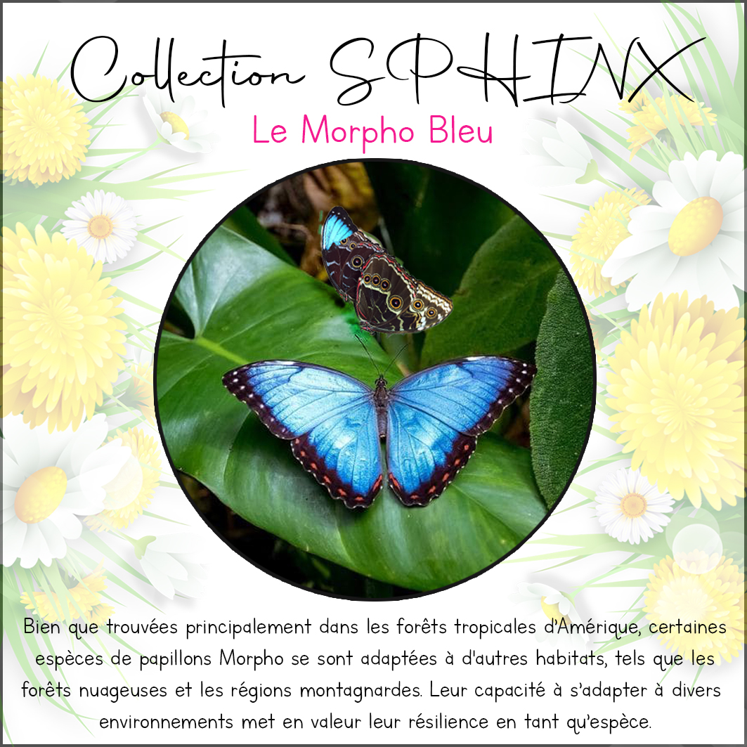 Collection SPHINX 🦋 Collier "MORPHO BLEU" – Image 9