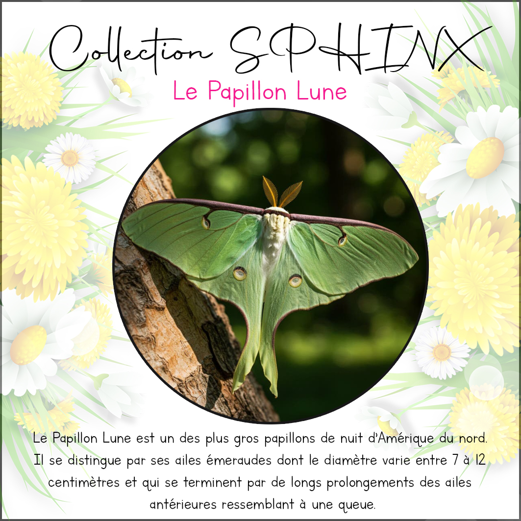 Collection SPHINX 🦋 Collier "LUNE" – Image 12